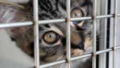 More cats abandoned 'due to rising costs' — Munich Business news