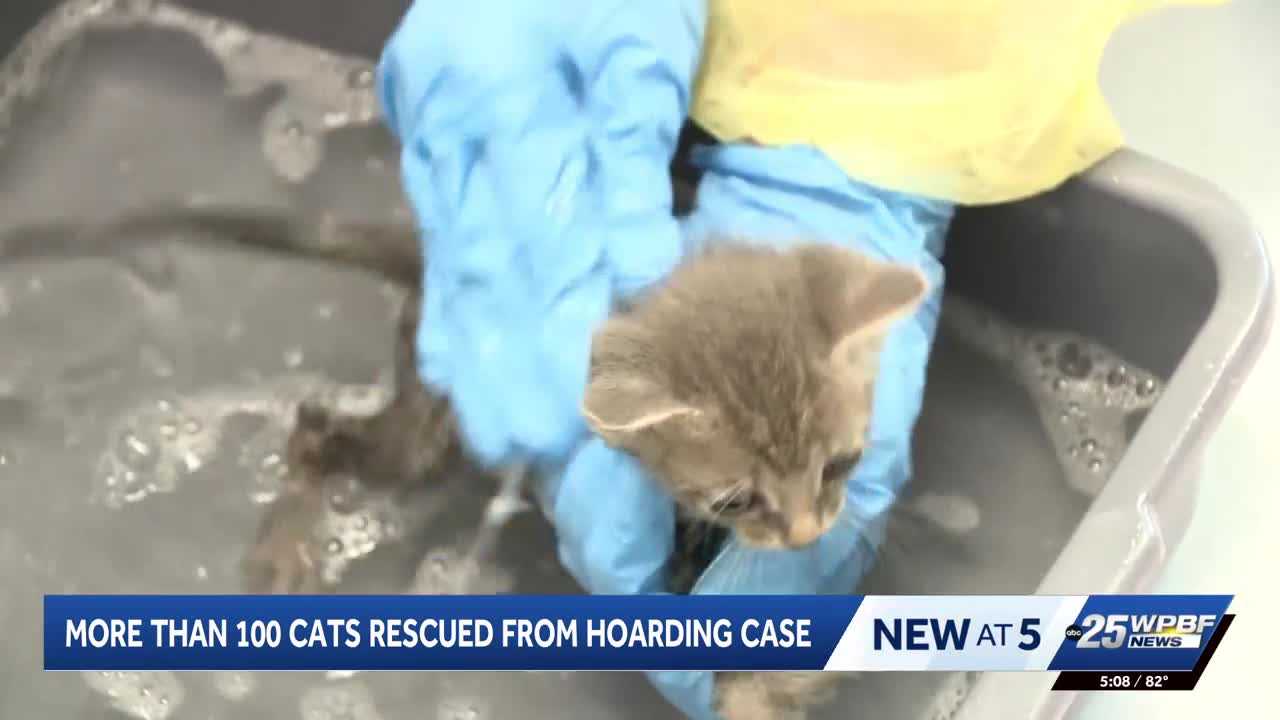 More than 100 cats rescued from hoarding situation in Port St. Lucie — WPBF West Palm Beach, Munich Health news
